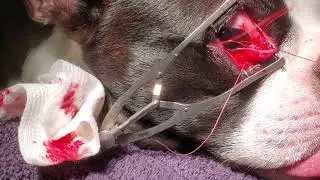 Cherry eye repair with pocket technique Rt eye