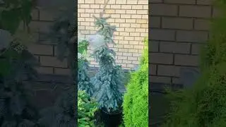 Глаука Пендула🌲Питомник « Хвойнозависимые», в телеграмм