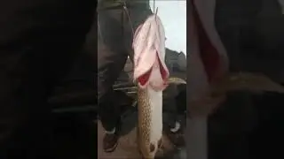 И снова щука , там же