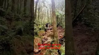 pendakian salak via cimelati #gunungsalak #cimelati #gunungsalakbogor #puncakmanik #puncaksalak