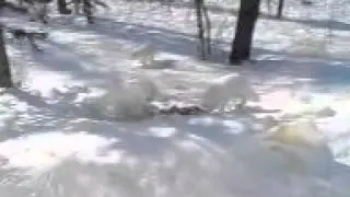 писцы (крайний север)