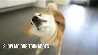 Slow motion jiggly dog fluffs | Bagel the Shiba