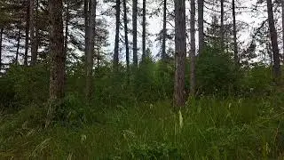 Пение птиц перед грозой | Звуки леса | Медитация, расслабление, йога