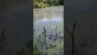 #рибалка #fishing #окунь #живец