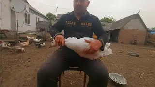 как определить пол у гусей и уток разных видов!