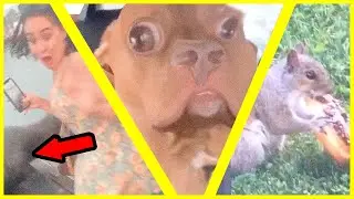look it's more funny animals doing funny things