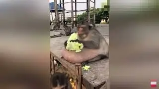 7 самых Толстых животных в мире часть 1