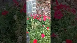 Hummingbird Moth