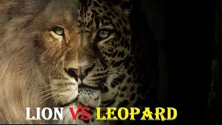 Lion VS Leopard | Lion VS Leopard Real Fight | Lion Vs Leopard Who Would Win