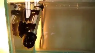 DANIO EGGS HATCHED! fry, few days old.