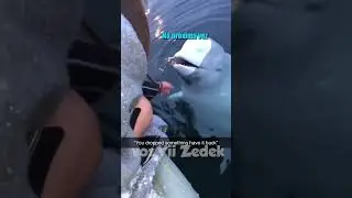 Bichinhos que nos entendem -bagunça em alto mar