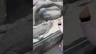 Река Замбези. Казанский зооботанический сад. Зоопарк в Казани
