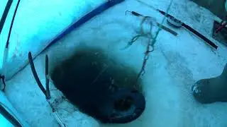 рыбалка на амуре 14.01.24