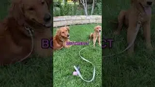 My Dogs VS BUBBLES! 🫧