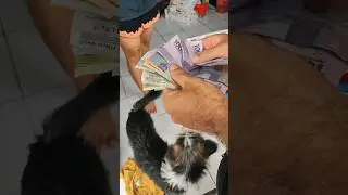 Жизнь на Бали. Цены.😌#shorts #bali #indonesia #отдых #video #vlog #youtubeshorts  #2023 #бали #trend