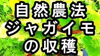 自然農法のジャガイモの収穫  米ぬか・油かす等の肥料をいっさい用いずに栽培したジャガイモの収穫
