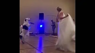 Dog's first ever dance