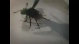 Majskarabo