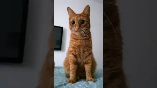 ❤Кот Артём❤