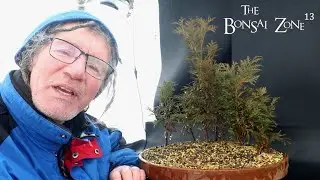 Pruning My Forest Style Cedars, The Bonsai Zone, Jan 2026