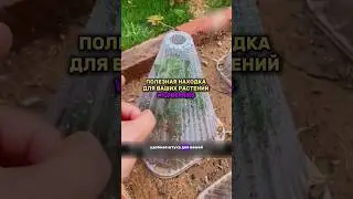 Мини теплица для растений 
