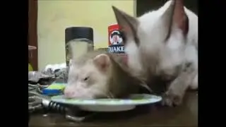 Кошка дружит с хорьком * Еда на двоих