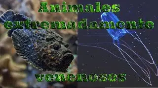 Los animales mas venenosos del mundo. Parte 2