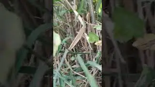 огромные сазаны ломают удочочку,голые девушки ,сом,караси с локоть,рыбалка