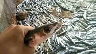 Unveiling Today's Fresh Catch: See What We've Reeled In!