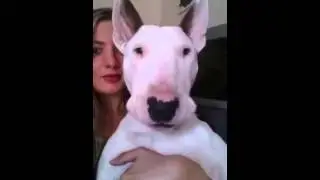 Собака услышала свою любимую песню!)))