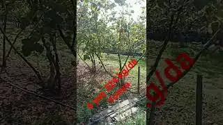 bizde%60 ve üzeri meyilli fındık bahçesinde 150 kg çıktık diye seviniyoruz