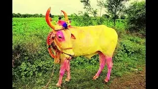 Bailgada shryat बैल पोळा बैलगाडा शर्यत warkheda आघाडीवर