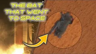 The Story of The Bat Stowaway on NASA’s Space Shuttle Discovery