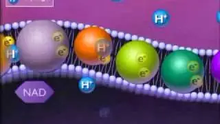 Electron Transport Chain - YouTube.wmv