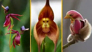 10 FLORES QUE SE PARECEM COM ANIMAIS!
