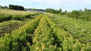 Herbal Materia Medica #2 Saint Johns Wort