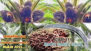 panen sawit pakai egrek cap111 bikin ketagihan_panen sawit pokok tinggi makin jos
