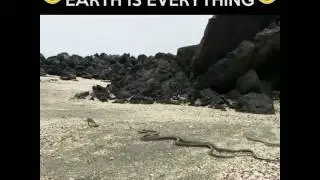 X-rated David Attenborough- IGUANA VS SNAKES