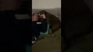 Dog Scolded for Destroying Pot and Knocking Over Plants