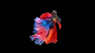 Les plus belles photos de poissons #3 du monde