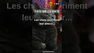 Et vous, comment votre Chat exprime son amour ?