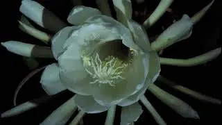 Queen of the Night Cactus Time Lapse