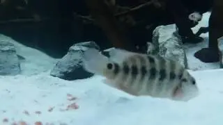 Really Amazing Festae fish tank! 2016 #5