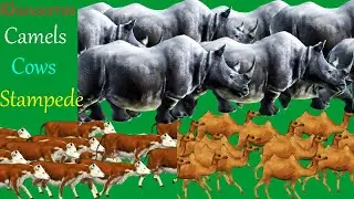 Rhinoceros Stampede Camels Stampede Cows Stampede  Green Screen Blue Screen Best Dino Green Channel