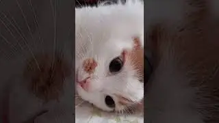 Котик Лучик! #смех #прикол #юмор #cat #cute