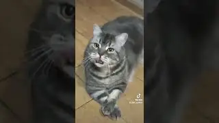 #cat #кот