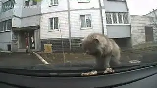 "Приятный" сюрприз на лобовом