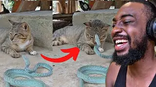Why Cats Are Better Than Dogs !!! Theboyfromojo Reacts