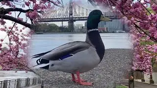 Best of: Duck Enjoys Cherry Blossoms Beats Roosevelt Island