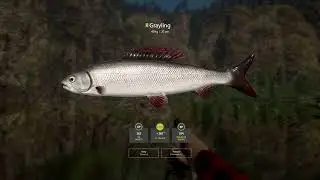 RF4 - [Belaya River] Active Spot + DOUBLE TROPHY Grayling Spot
